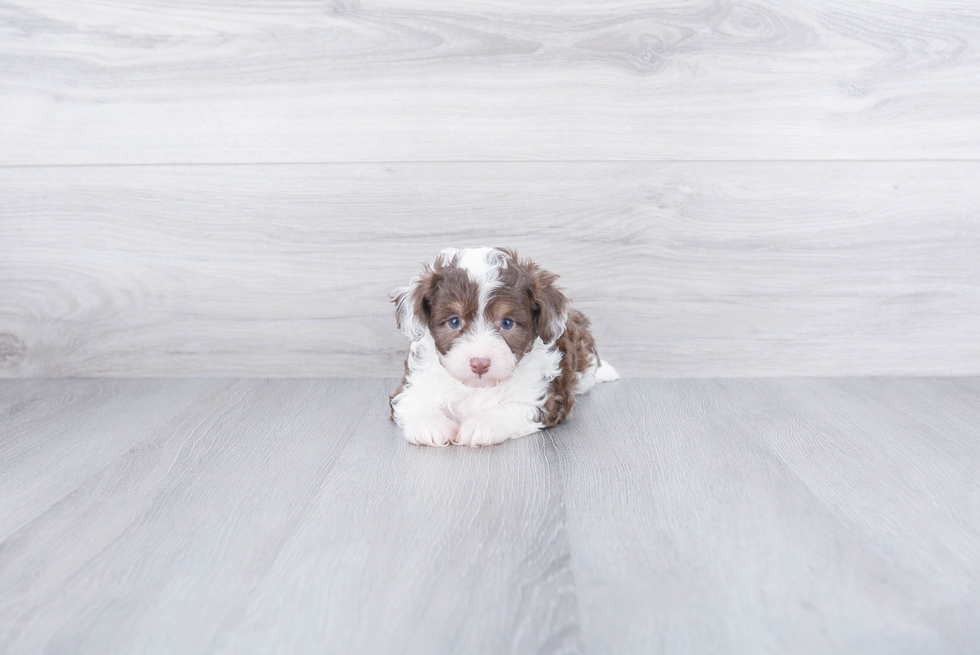 Adorable Aussiepoo Poodle Mix Puppy