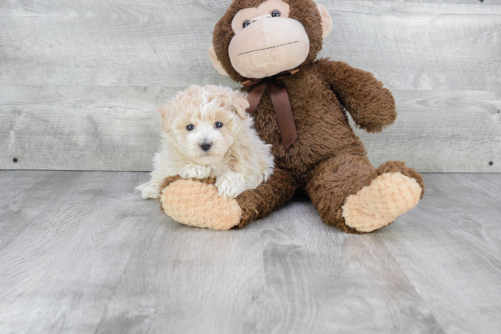 Maltipoo Puppy for Adoption