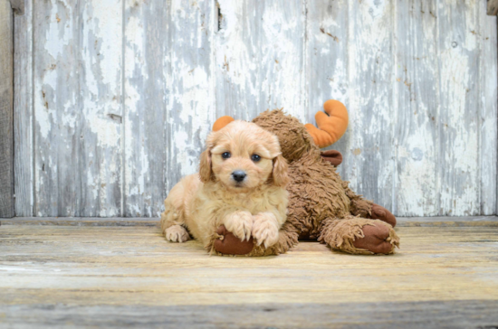 Best Cavachon Baby