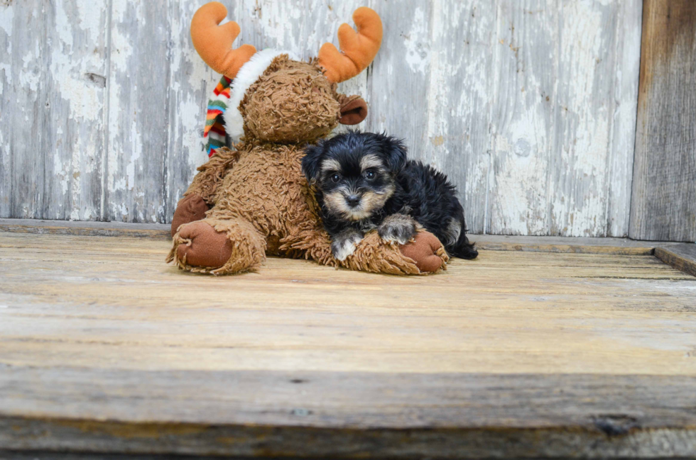 Morkie Pup Being Cute