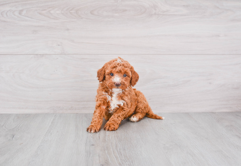 Mini Goldendoodle Puppy for Adoption