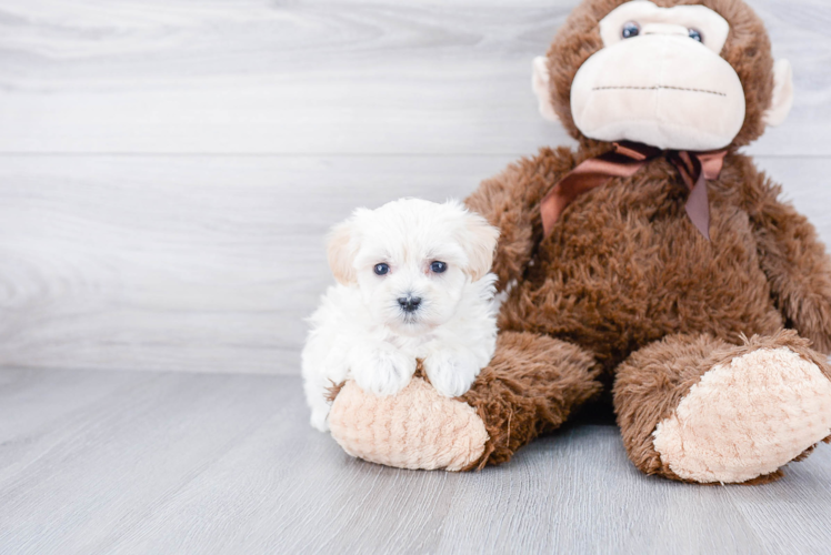 Energetic Maltese Poodle Poodle Mix Puppy