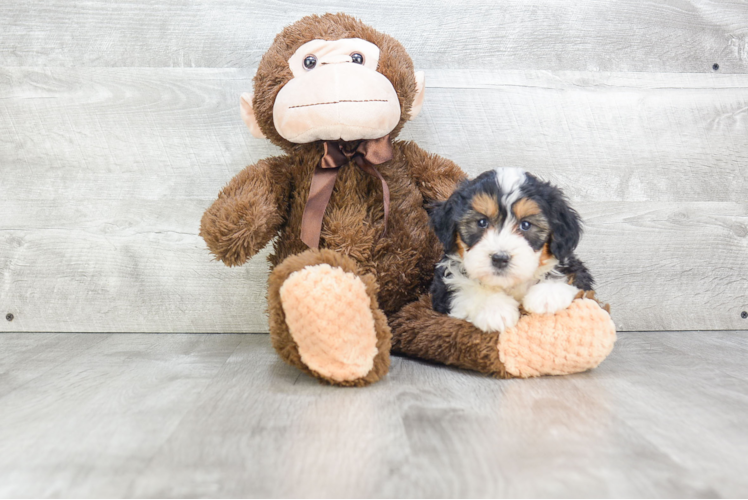 Mini Bernedoodle Puppy for Adoption