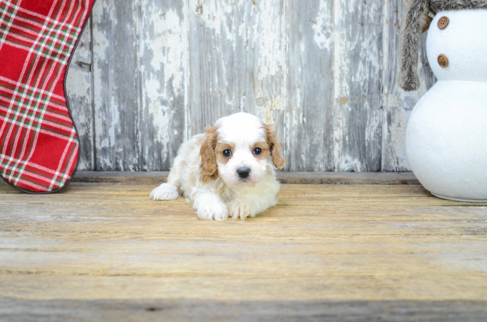 Adorable Cavoodle Poodle Mix Puppy