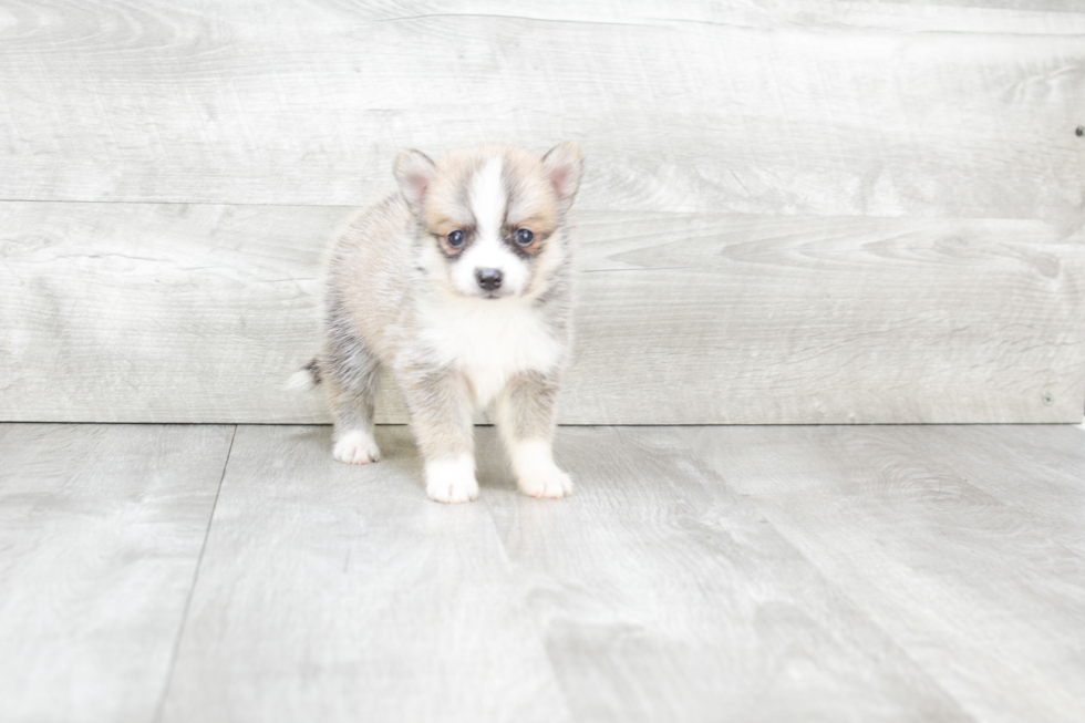 Fluffy Pomsky Designer Pup