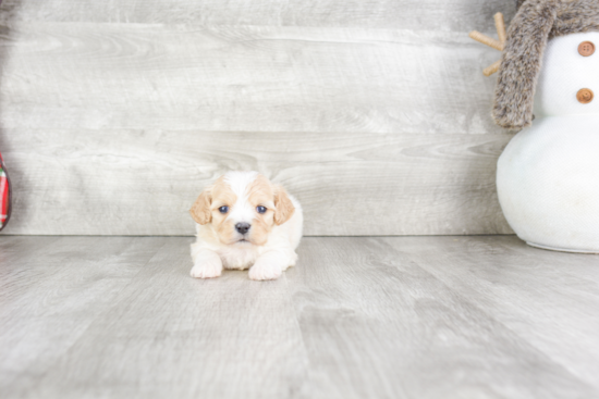 Best Cavachon Baby