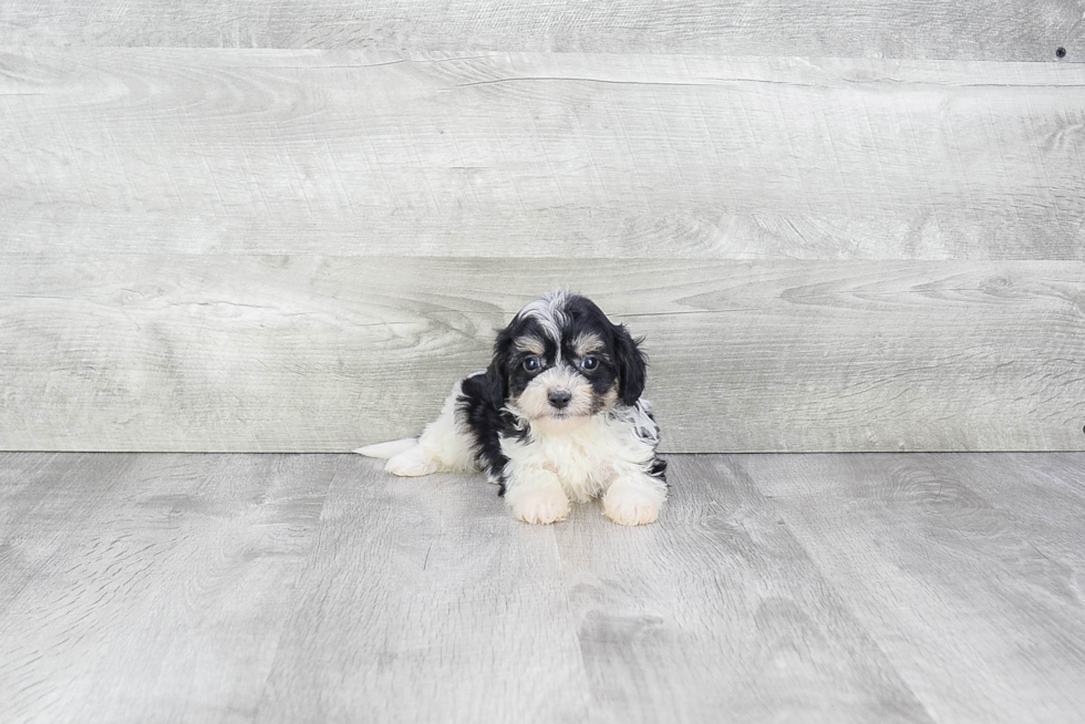 Petite Cavachon Designer Pup