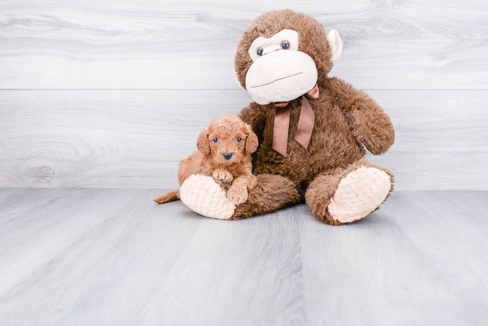 Smart Cockapoo Poodle Mix Pup