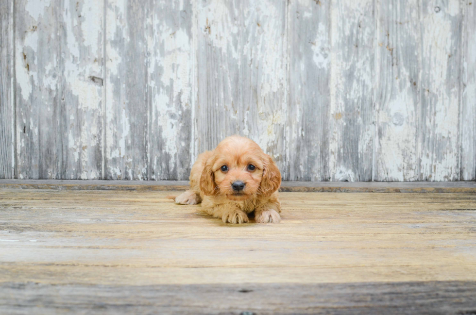 Little Cavoodle Poodle Mix Puppy