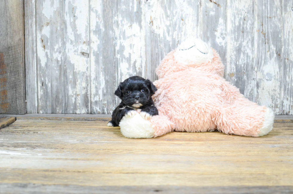 Shorkie Pup Being Cute