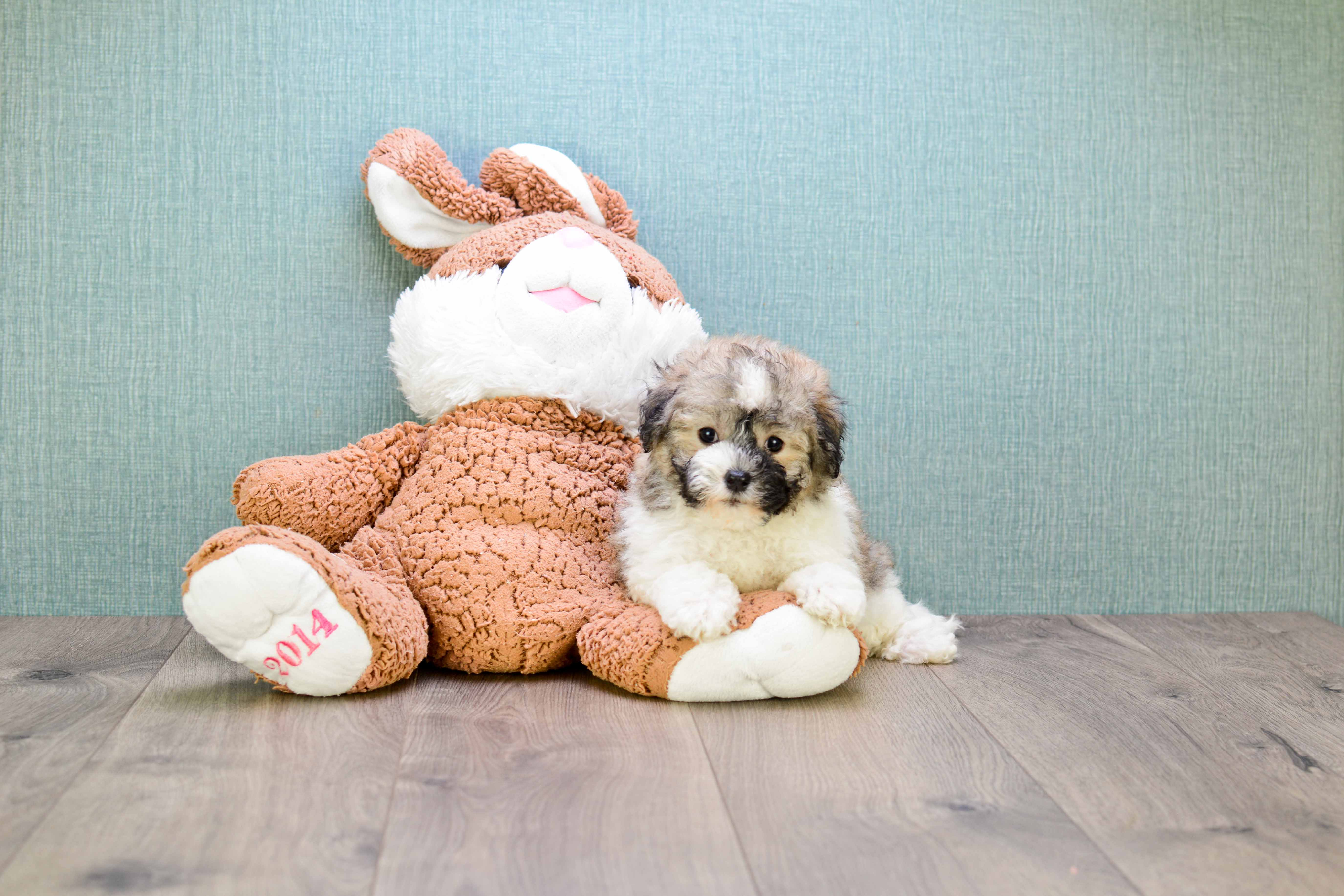 Havanese Pup Being Cute