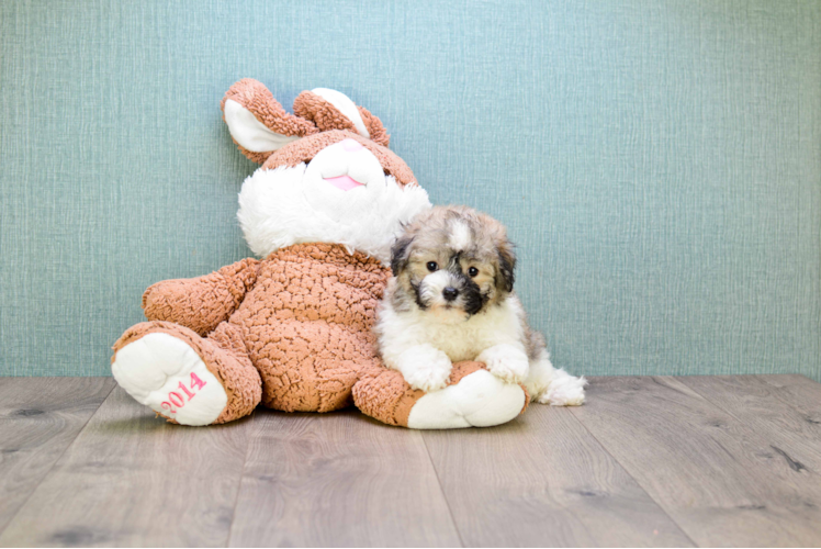 Havanese Pup Being Cute