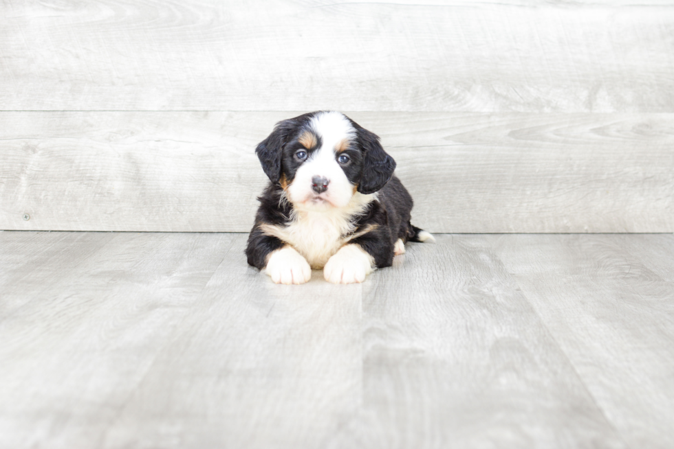 Hypoallergenic Mini Berniedoodle Poodle Mix Puppy