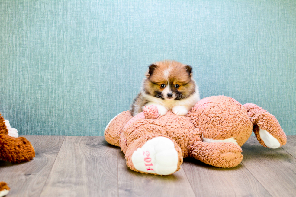 Fluffy Pomeranian Purebred Puppy