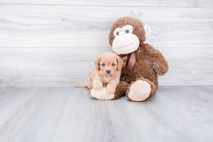 Playful Cavoodle Poodle Mix Puppy