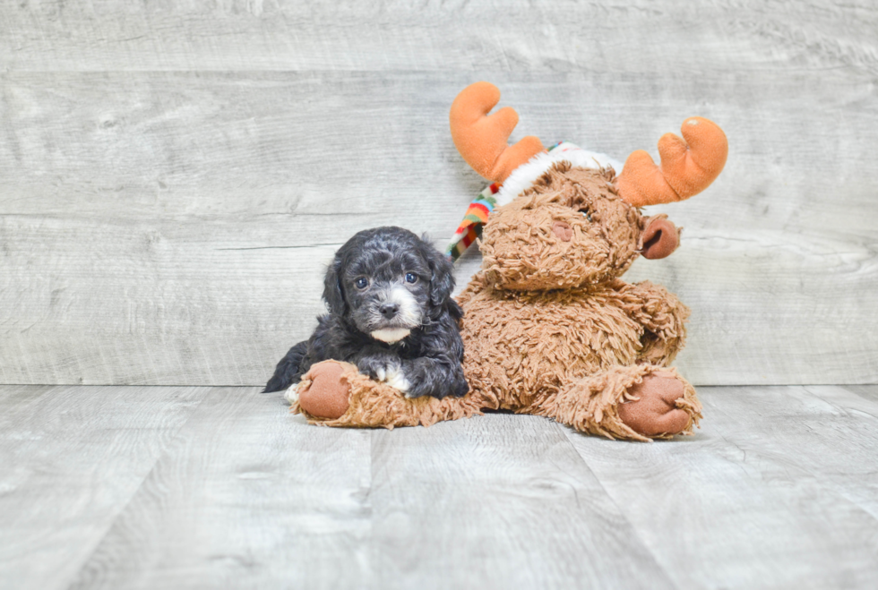 Sweet Cavapoo Baby