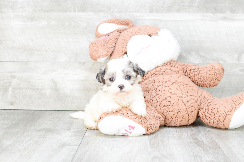 Playful Shichon Designer Puppy