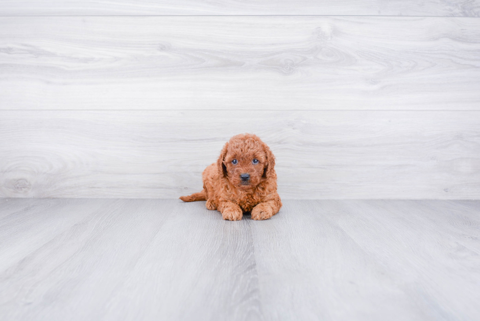 Best Mini Goldendoodle Baby