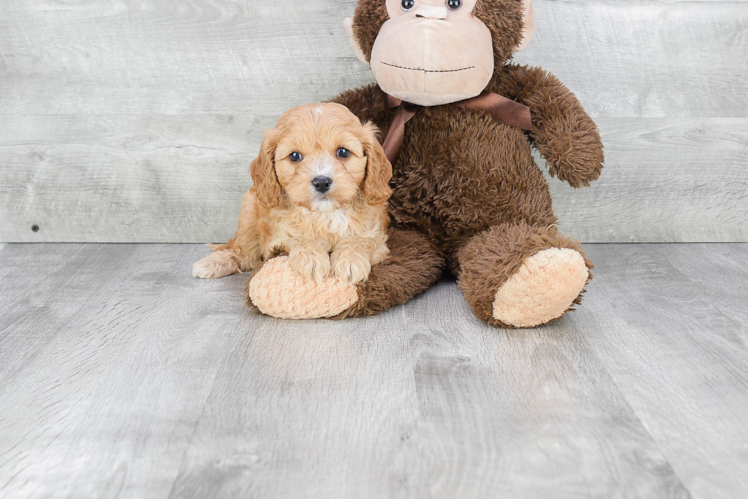 Cavapoo Pup Being Cute