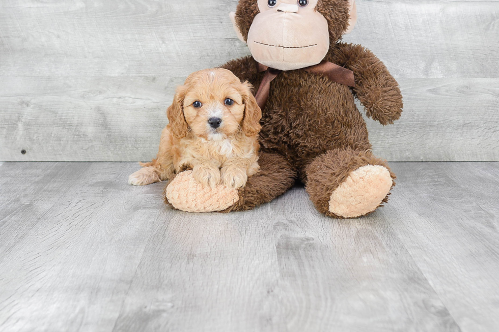 Cavapoo Pup Being Cute