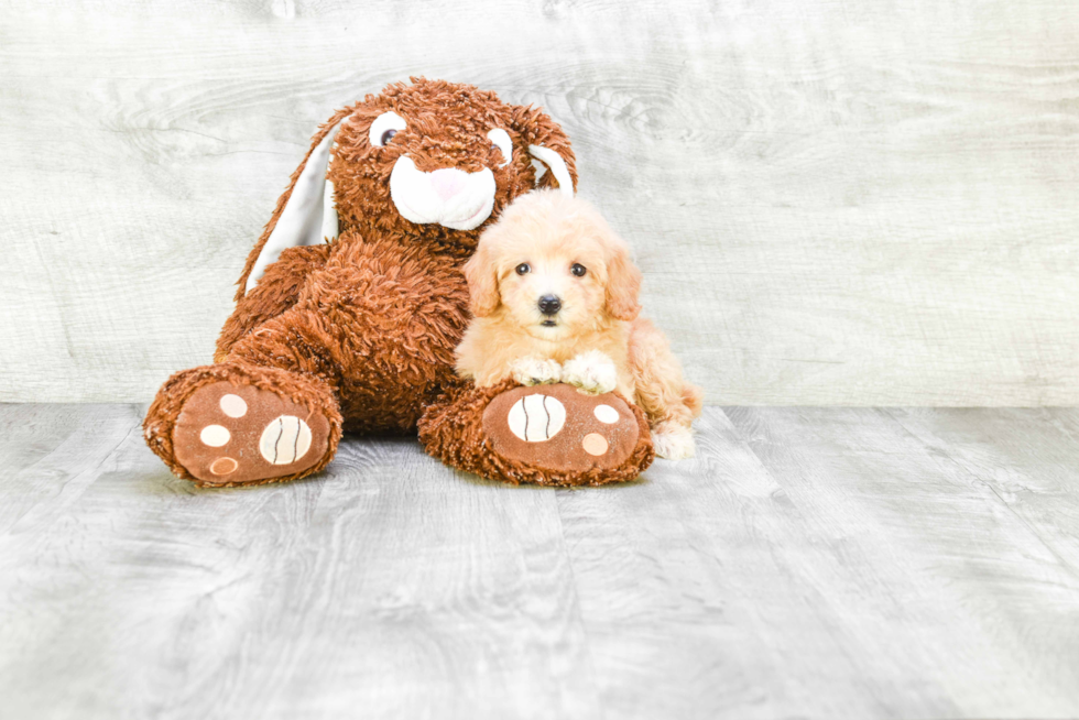 Popular Maltipoo Poodle Mix Pup