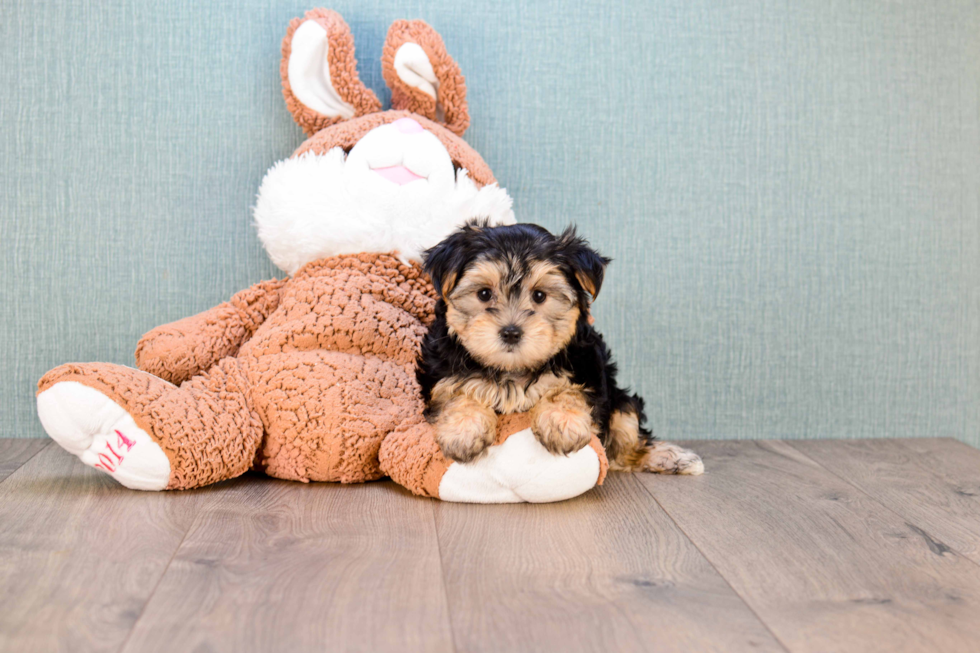 Morkie Pup Being Cute