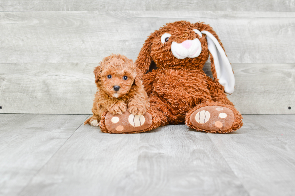 Cavapoo Puppy for Adoption