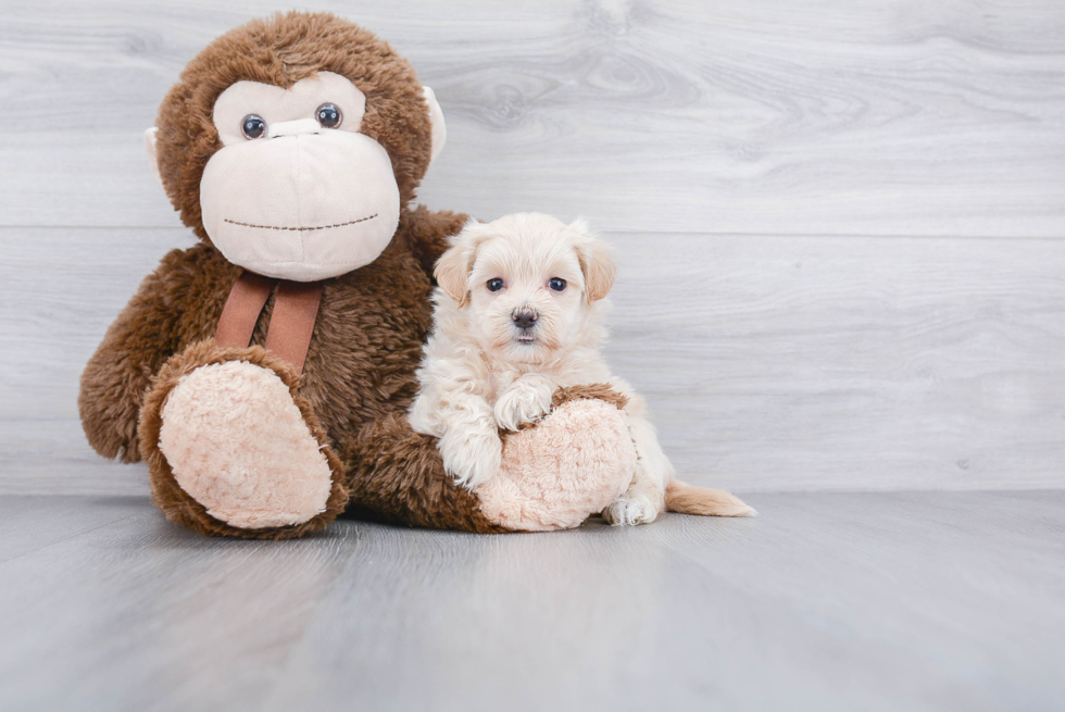 Playful Maltese Poodle Poodle Mix Puppy