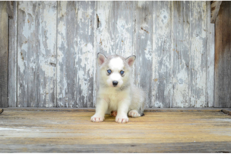 Best Pomsky Baby