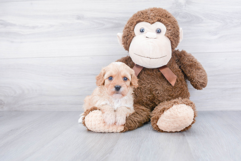 Sweet Cavapoo Baby