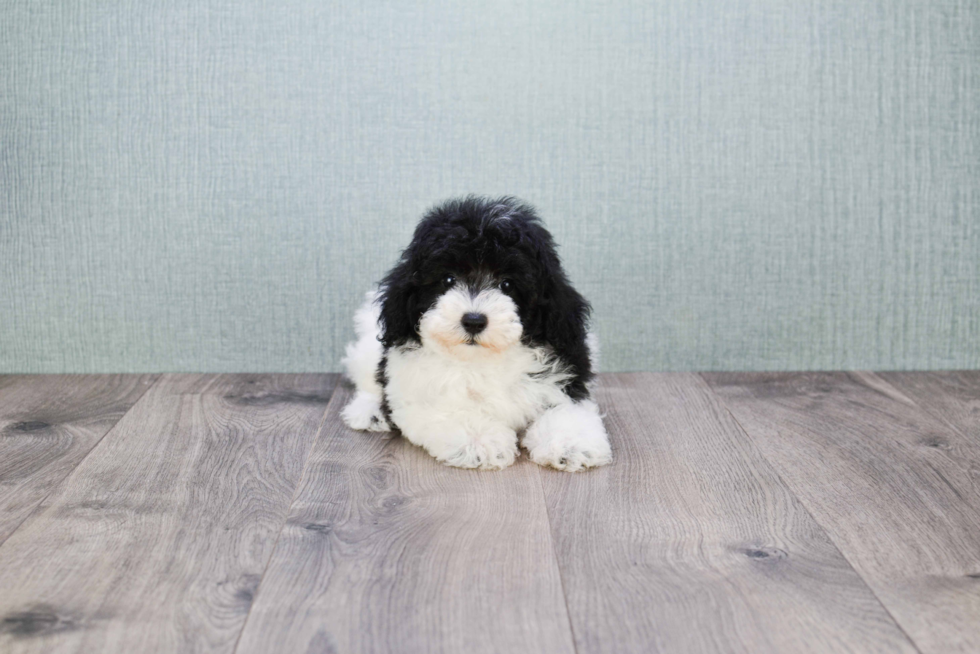 Hypoallergenic Poodle Purebred Pup