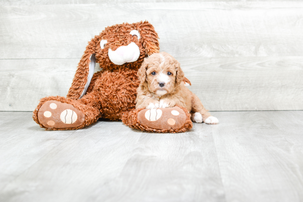 Cute Cavapoo Baby