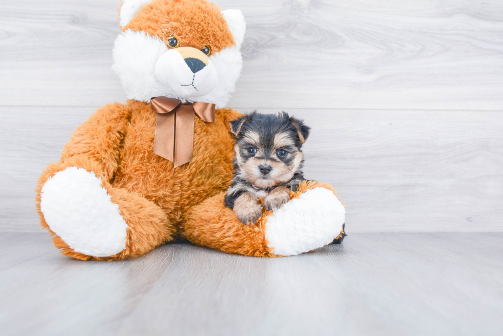 Playful Yorkie Designer Puppy