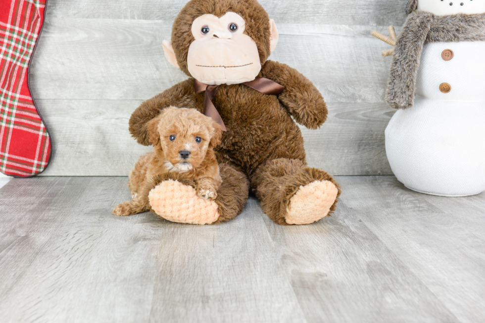 Cavapoo Puppy for Adoption