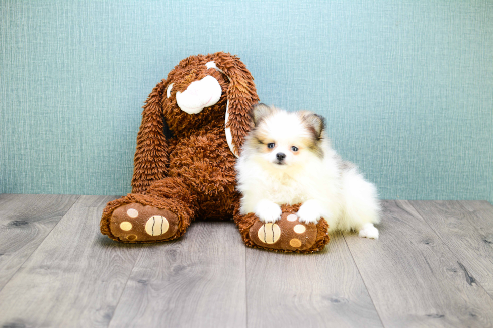 Fluffy Pomeranian Purebred Puppy