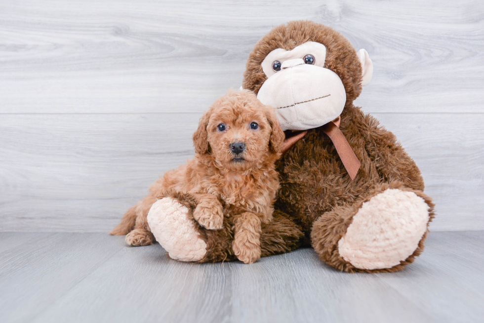 Mini Goldendoodle Puppy for Adoption