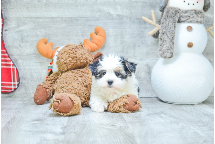 Hypoallergenic Yorkie Designer Puppy