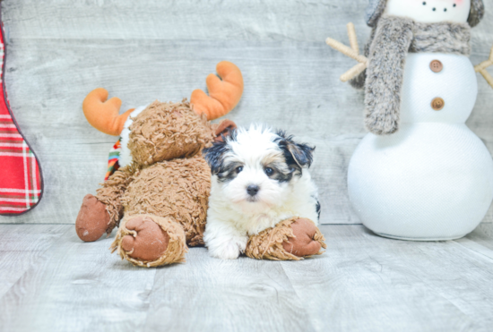 Hypoallergenic Yorkie Designer Puppy