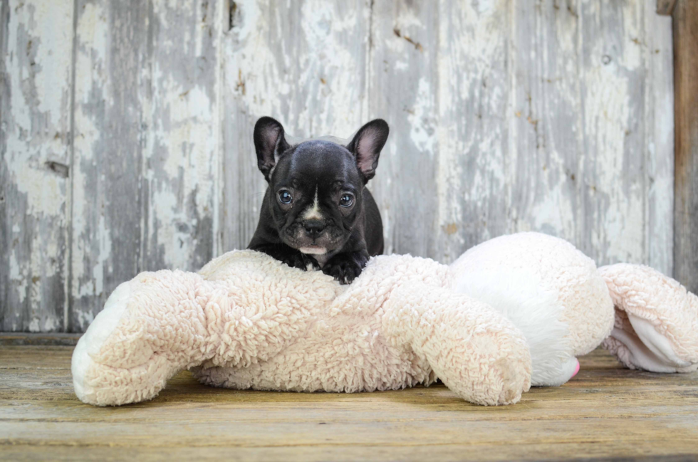 Petite Frenchie Purebred Puppy