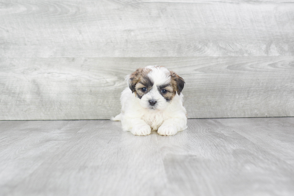 Teddy Bear Pup Being Cute