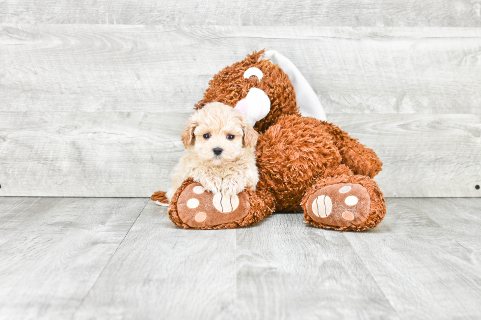 Maltipoo Pup Being Cute