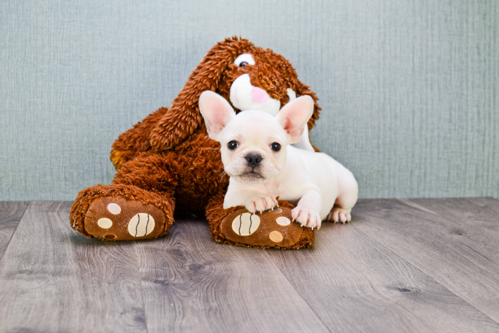 Akc Registered French Bulldog Purebred Pup