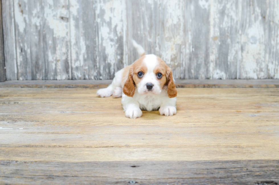 Akc Registered Cavalier King Charles Spaniel Purebred Pup