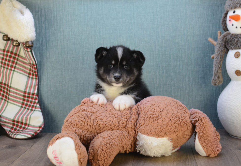 Pomsky Puppy for Adoption