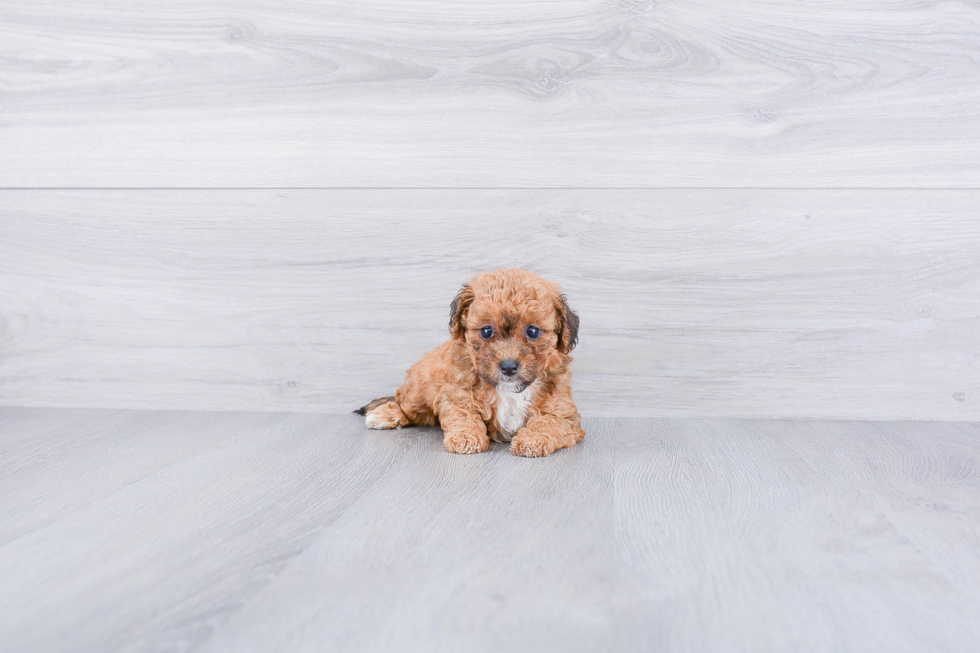 Popular Maltipoo Poodle Mix Pup