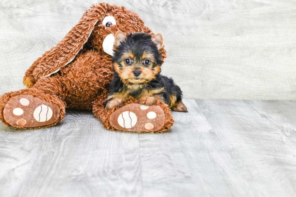 Meet Adrianna - our Yorkshire Terrier Puppy Photo 