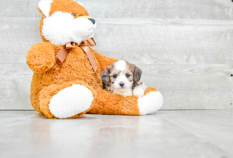 Best Cavachon Baby