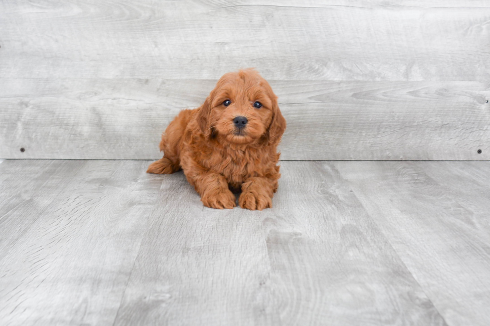 Happy Mini Goldendoodle Baby