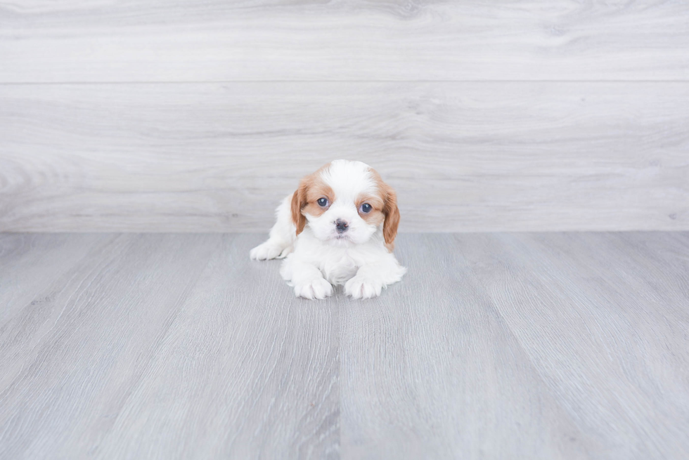 Best Cavalier King Charles Spaniel Baby