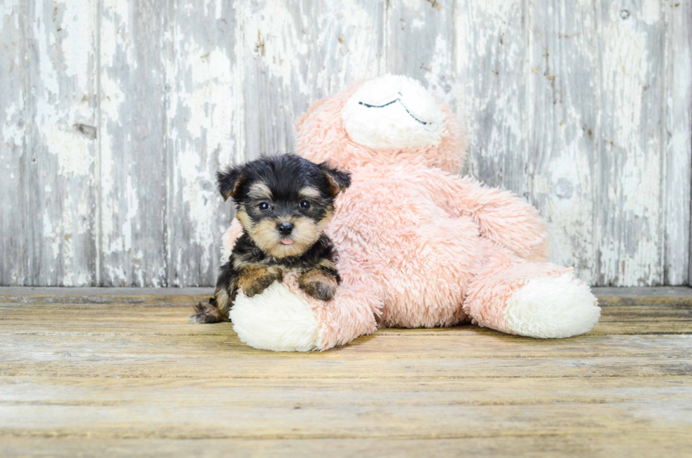 Morkie Puppy for Adoption